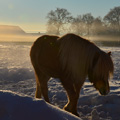 Vinterbild-häst